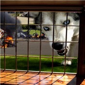 Bad Dog — godslittlejoke