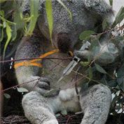 koala — billybob88