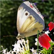 butterflyknife — hipnoart