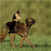 doghorse — designfreaky