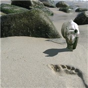 Beach Rhino — mystic71