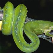 Frogysnake — Potestass