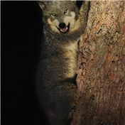 lupus-phalangeriformes - wolf possum — podesta67