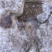 Monster Hoaxes