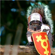 Sir Squirrel  — margold