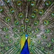 pavo real — crisss