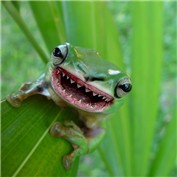 Frog.cat.shark — marsht86