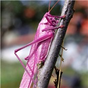 Pinkier than the grass — ivanas