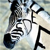 A To Zebra — Nought2Brite