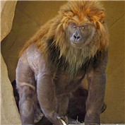 Cryptozoo 9