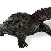 Alligurtle — Bratdawg