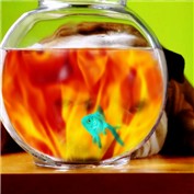 fish fire — getuchito