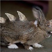 Prehistorical Bunny — amorfic