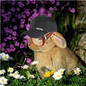 Bunny relax — Iceryx