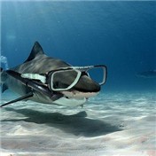 Scuba Shark — KeetoBurrito