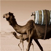 Camel — Piepers