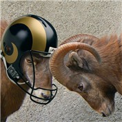 Ram's Helmet — snakebit