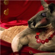 roo.... — raydar4567