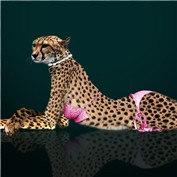 sexy cheetah — navashree