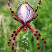 OnionSpider — DaemonDCLXVI