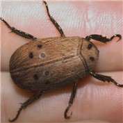 Coconut Beetle — Zakfuego