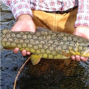 Pine Trout — joo1973