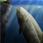 Big Fish — Zakfuego