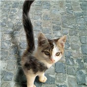 Kitten — Kadddah