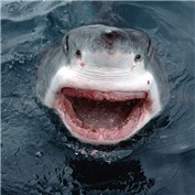 Shark without teeth — rjayerbe