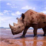 Hippo Map — nokpachenne