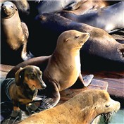 Otarie dog — leowish