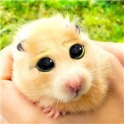 Don't Kill The Hamster — paulrs00