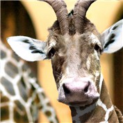 Giragoat-cow — Lukkke