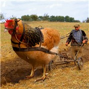 Animal Proportions 3