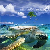 Turtle — Dark77