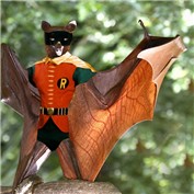 Robin — PeterAAAWelch