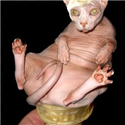 The Purrfect Soft Serve  — brequist