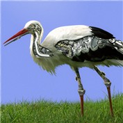 stork — dafnewwa
