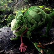 Tongueless Cameleon and the Cricket that can not sing — fenderguitars