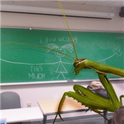 Mr. Mantis — KennyKenv