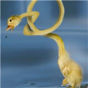duck — rvdz