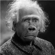 Einstein of the apes — rschoonhein