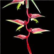 Flimingo Flower — theWebb