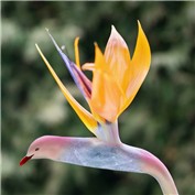 Gull Of Paradise — snakebit