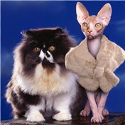 Sphynx — Pherdinandus