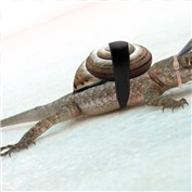 Hey I am a Snail — CheapShotInc