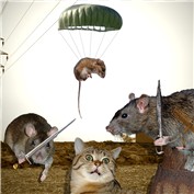 Mice vs Cat — Erk