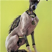 Cybergenics 12