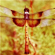 Dragonflute — vipez666