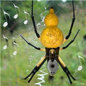 Hulusi Argiope — TheMrBee